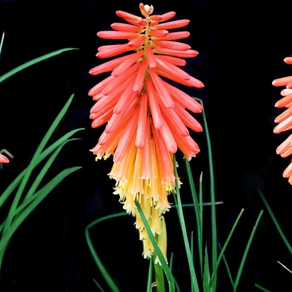 问鼎娱乐百家乐游戏